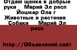 Отдам щенка в добрые руки. - Марий Эл респ., Йошкар-Ола г. Животные и растения » Собаки   . Марий Эл респ.